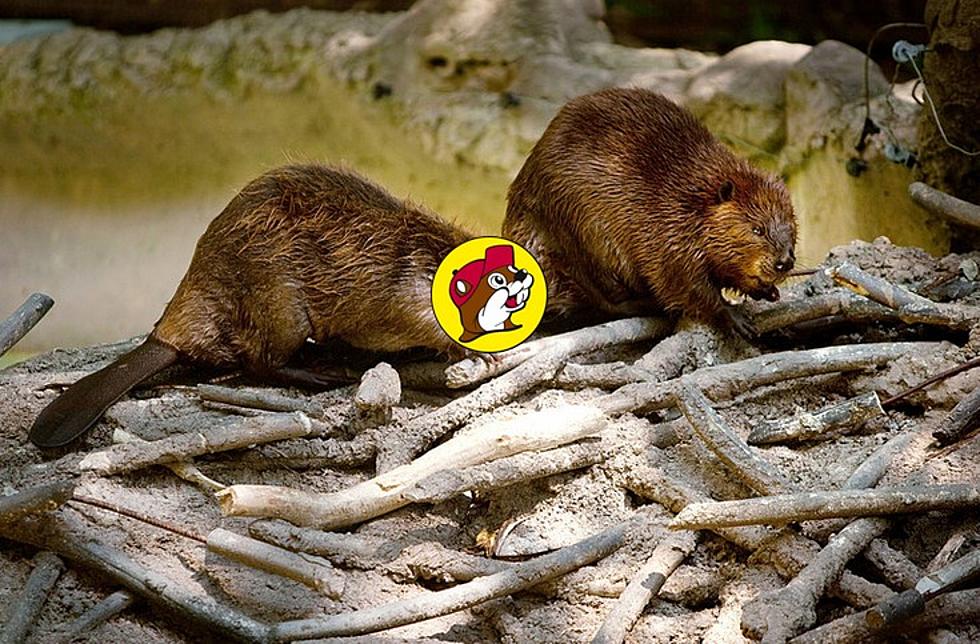 Ancient Beaver Fossil Discovered in Texas is Named After Buc-ee’s