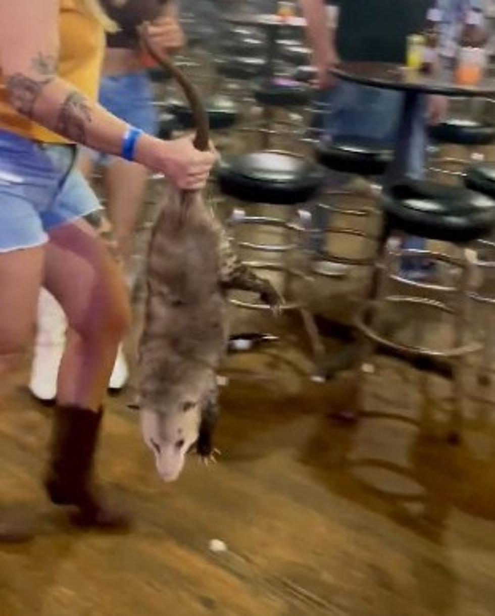 Texas Bartender Bare Hands a Possum That Tried to Sneak Into the Bar [VIDEO]