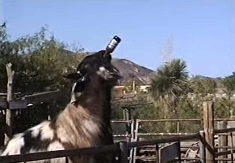 Hang On, a Texas Town Had a Beer Drinking Goat as Mayor?! [VIDEO]