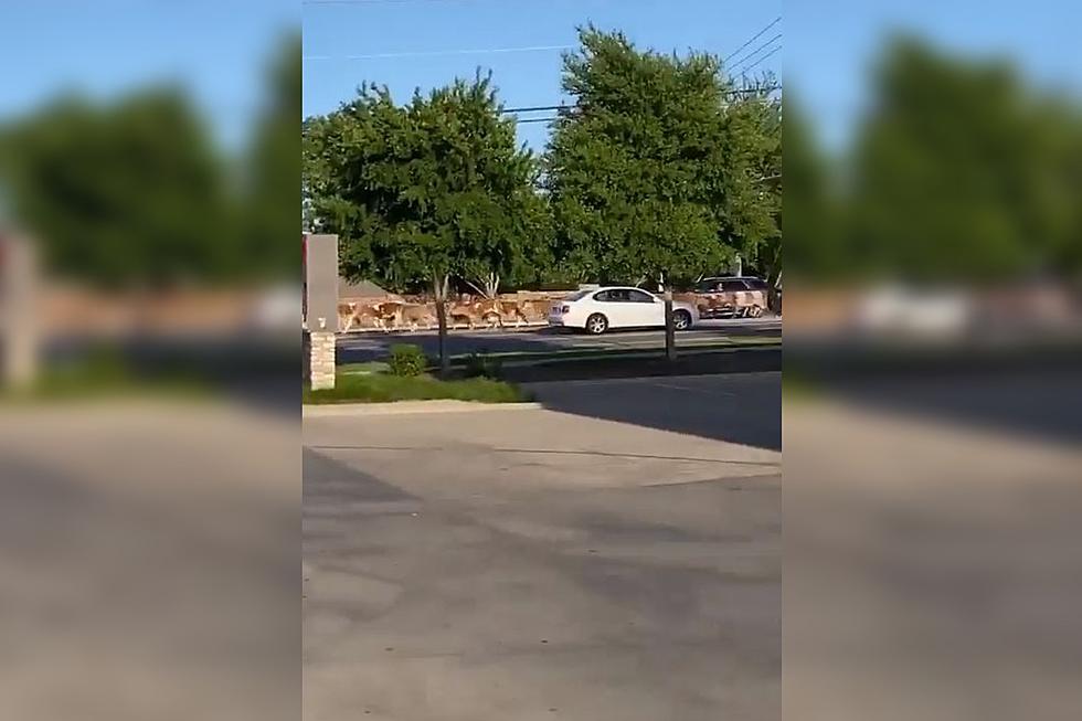 Nothing to See Here, Just a Herd of Cattle on the Loose in Plano, Texas