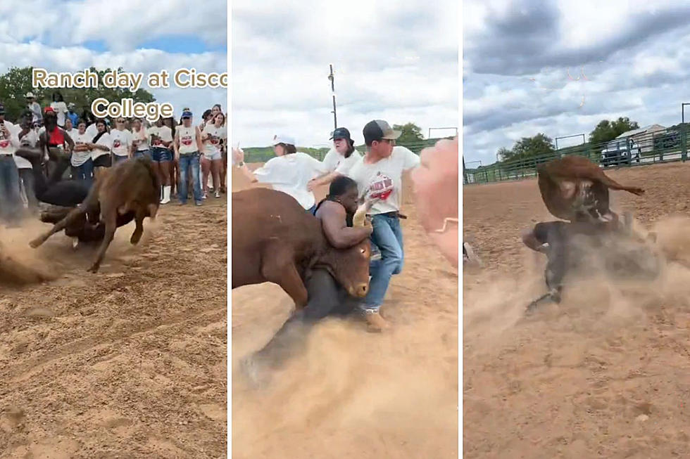 Watch: Fearless Student Wrestles Bull at a Texas College
