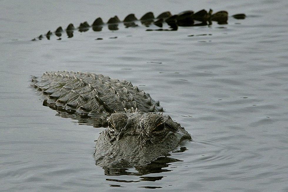 Memorial Weekend Nightmare as Alligator Traps Texans in Lake