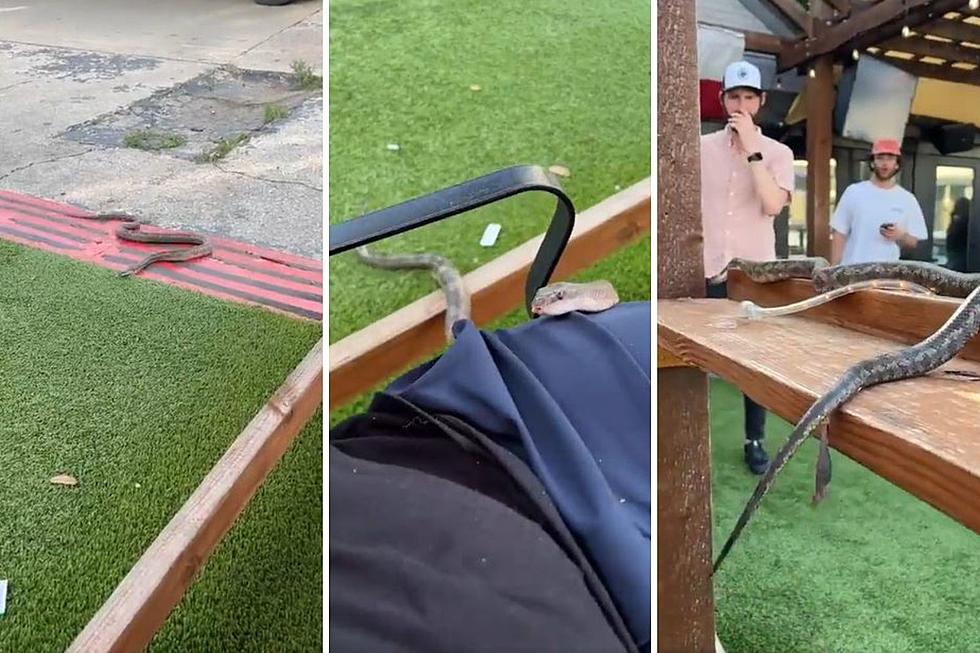 Uninvited Guest: Snake Shocks Patrons on Patio at Dallas Bar and Grill