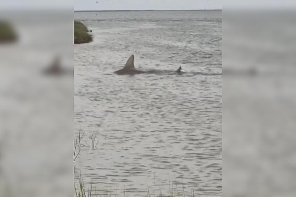 Massive Hammerhead Shark Spotted Swimming Near Shore in Galveston, Texas