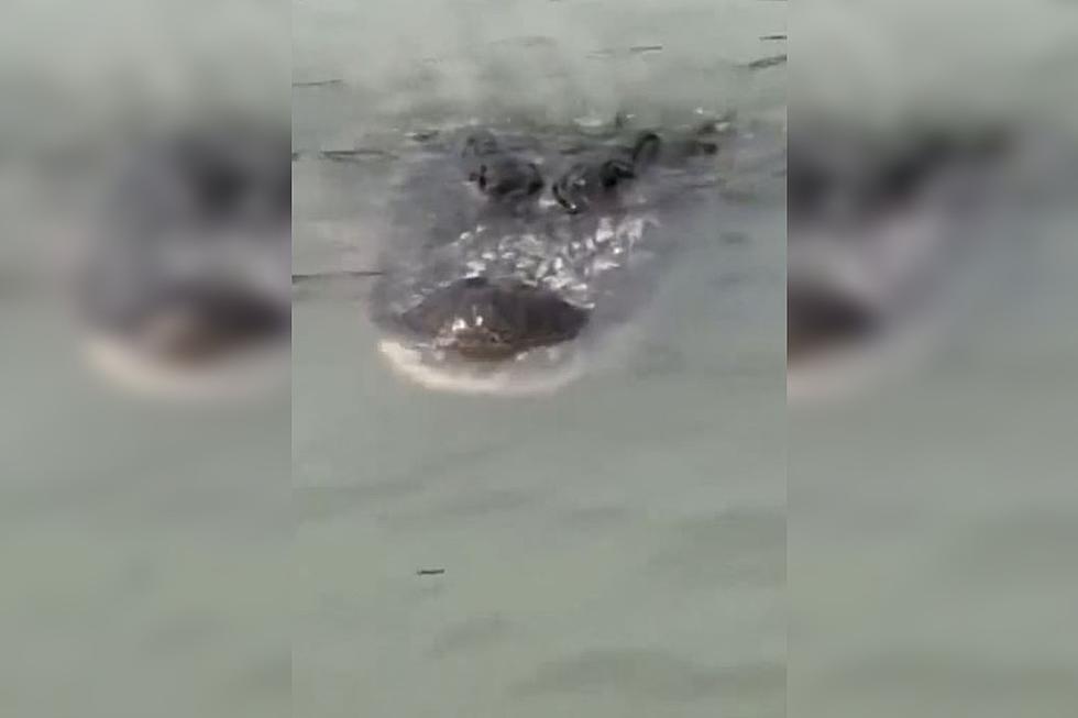 Scary Alligator Rears Its Head in the Rio Grande
