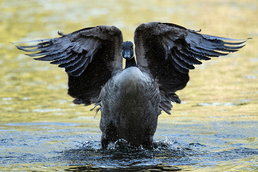 Were a Bunch of Geese Euthanized in Wichita Falls? 