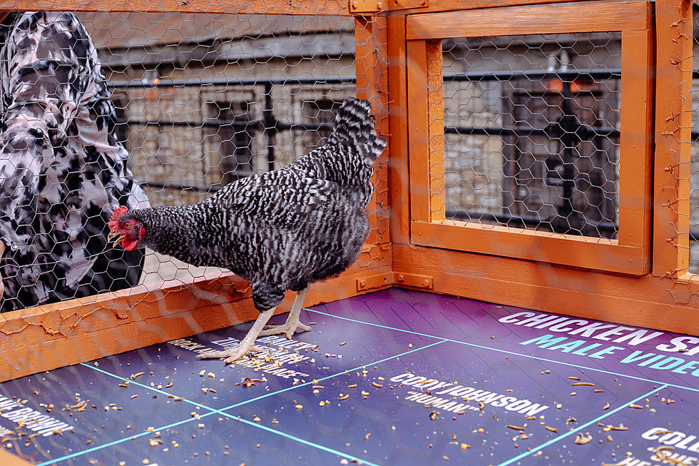 Welcome to Texas, Where Chicken S*** Bingo is a Thing