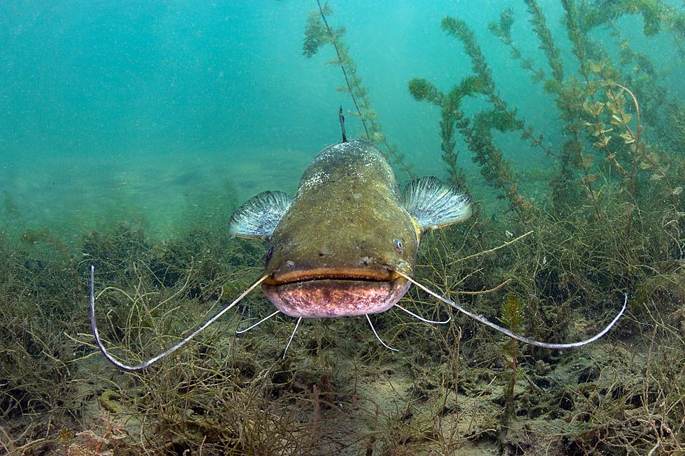 Two North Texans Just Caught MASSIVE Catfish With Their Bare Hands