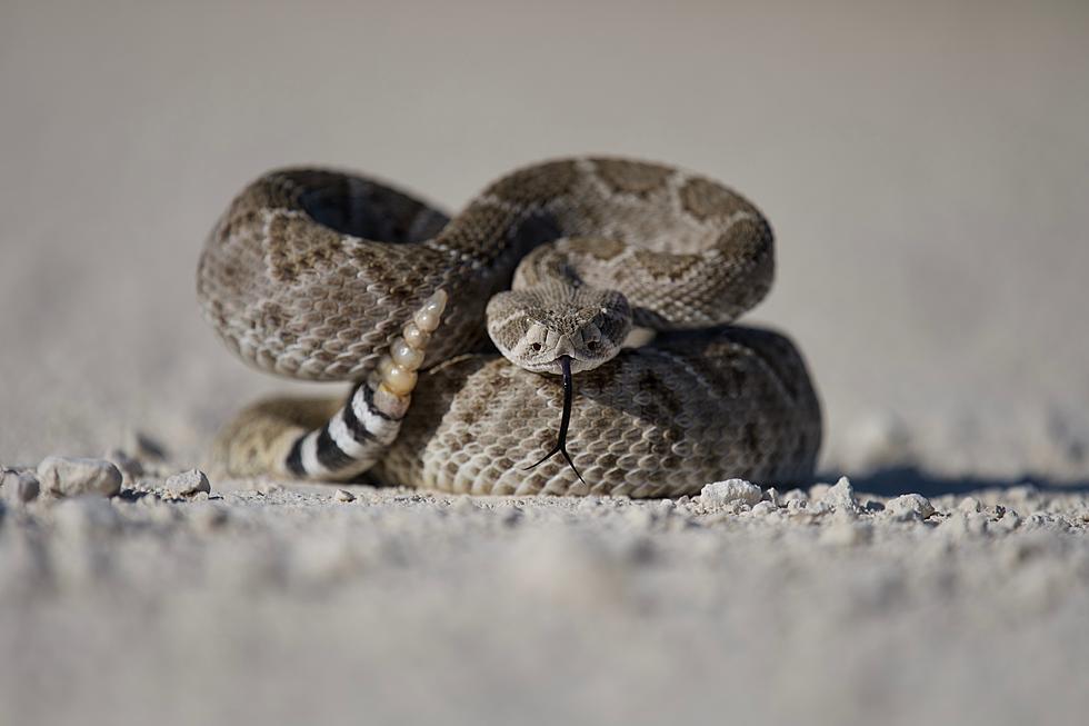 Oklahoma Kid Thankful to Be Alive After Rattlesnake Enters Bedroom