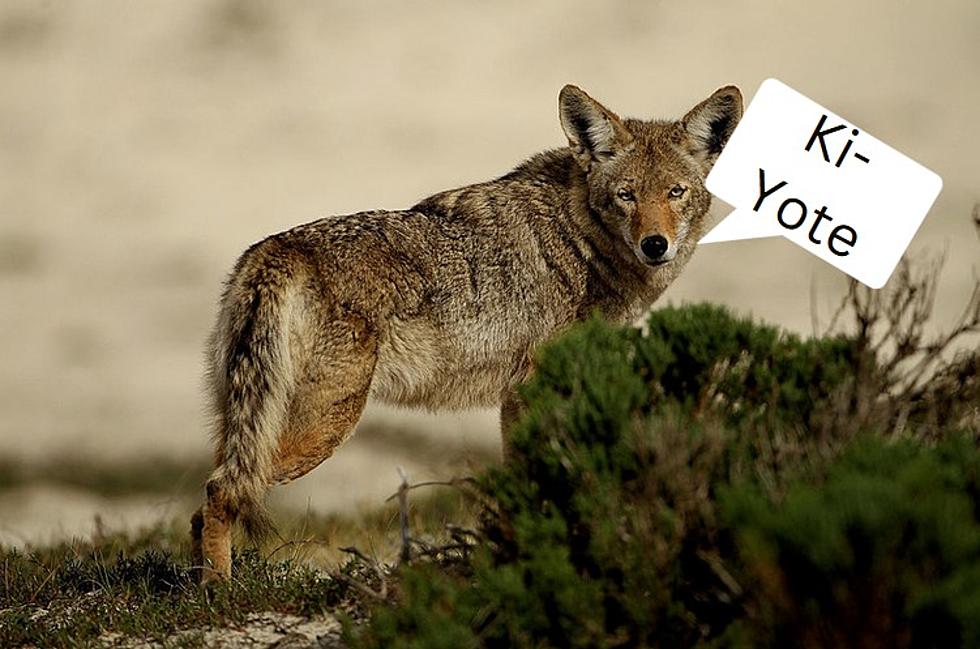 Why Does Wichita Falls,Texas Pronounce Coyote The Way They Do?