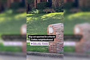 Watch: Big Cat Spotted in North Dallas Neighborhood