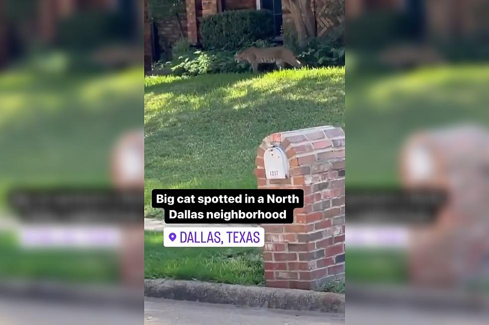 Watch: Big Cat Spotted in North Dallas Neighborhood