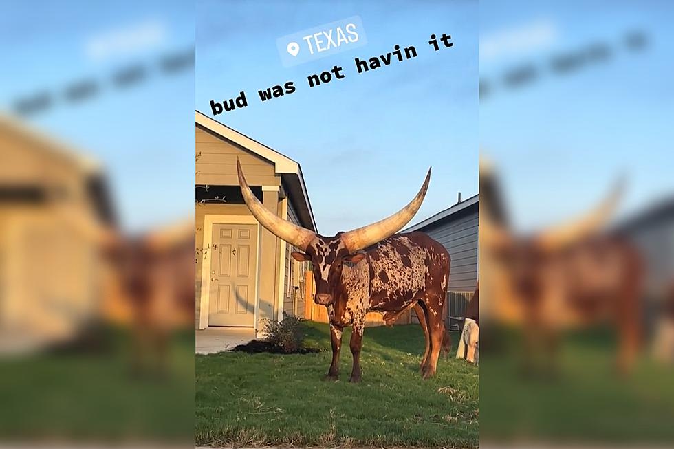 A Watusi Bull Grazing on Someone’s Front Lawn is Oh So Texas