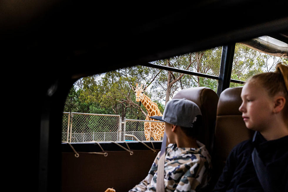 Giraffe at Texas Drive Thru Zoo Breaks Car’s Windshield