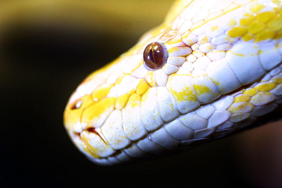 13-Foot Python Terrorizing Oklahoma Trailer Park