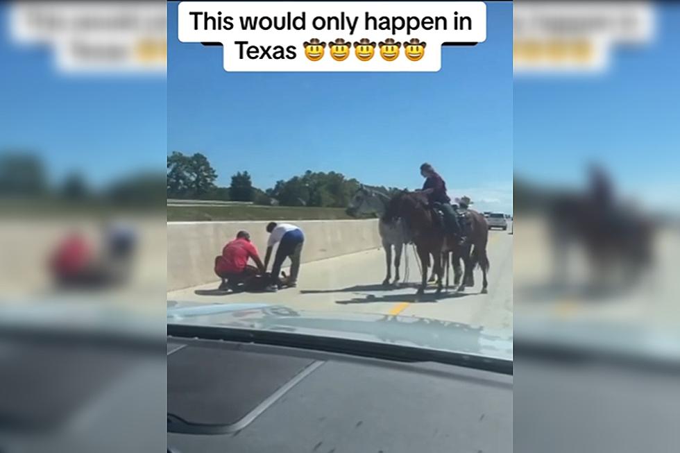 Peak Texas: Cowboys Wrangling a Loose Calf on the Highway