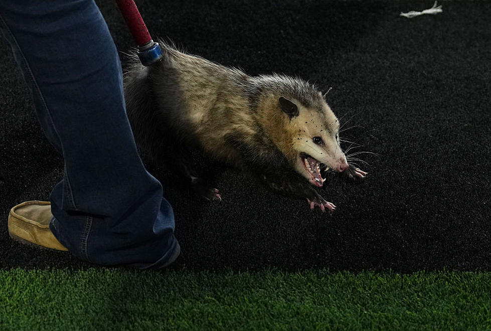 Why Do Weird Animals Keep Taking the Field During Texas Tech and TCU Games?
