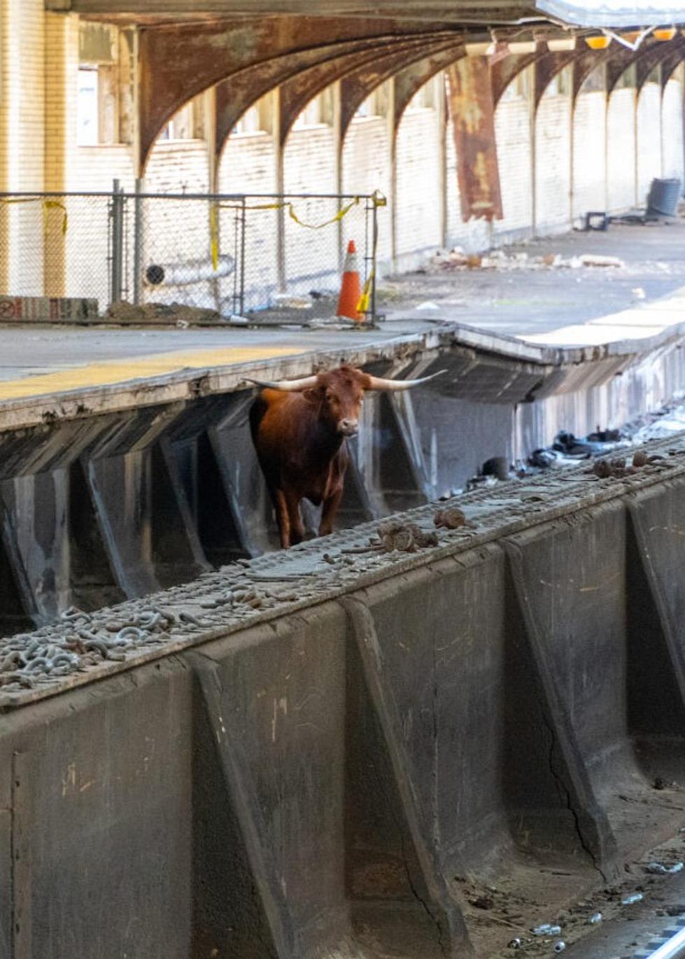 Texas Longhorn Running Loose on New York City Train Tracks