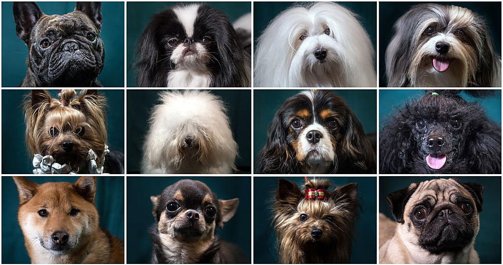 The Favorite Dog Breed for Texas is Quite Surprising