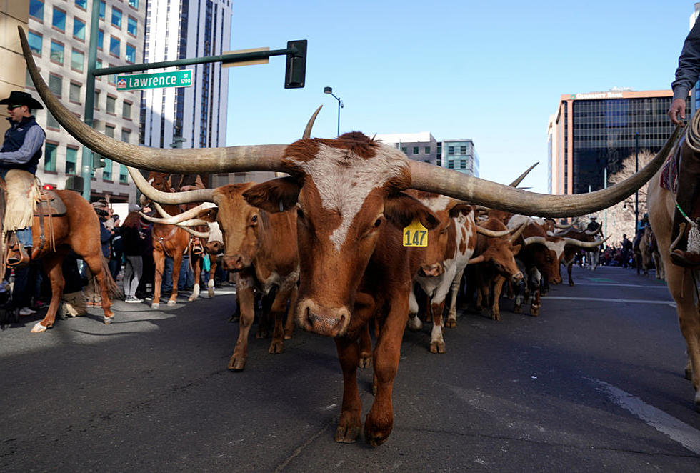 Why is a Dead Longhorn at an Oklahoma Frat House?