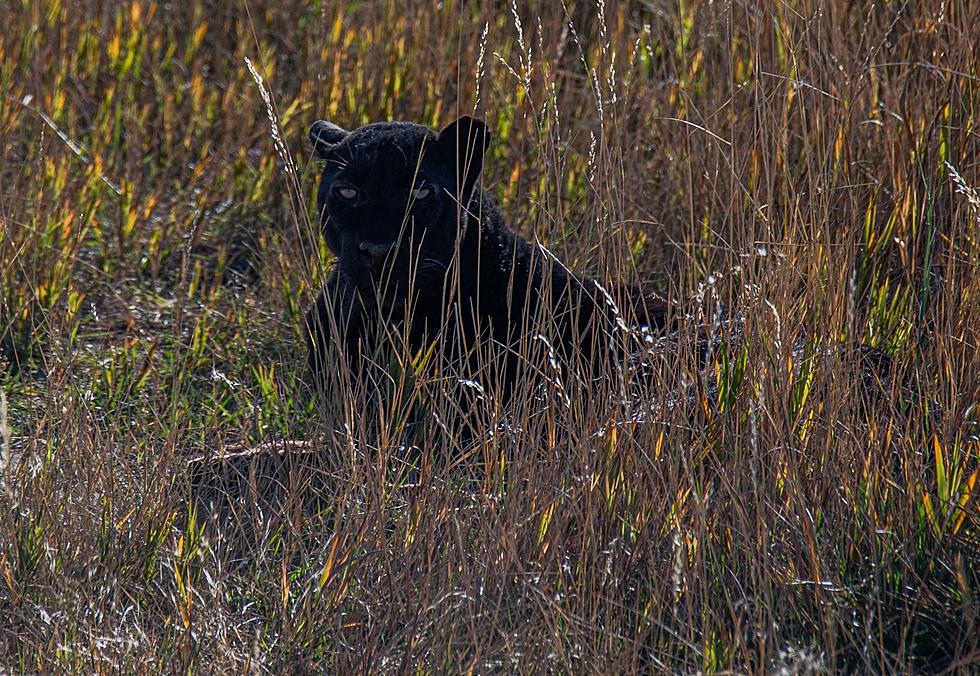 Texas Man Says He Spotted a Black Panther on His Property