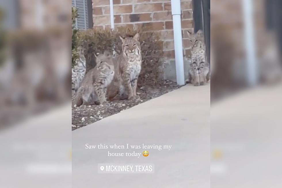 Multiple Bobcats Seen Roaming North Texas Neighborhood