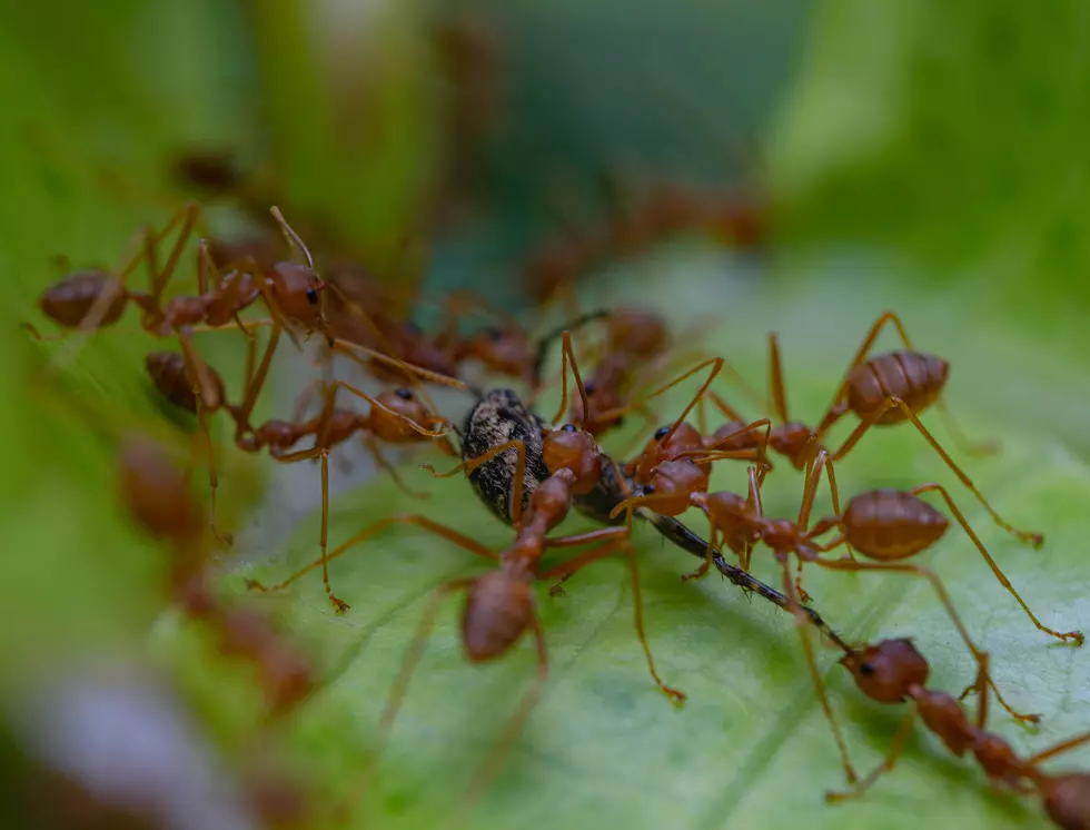 Texas Woman Suing Police Department After They Put Her in Fire Ant Pile