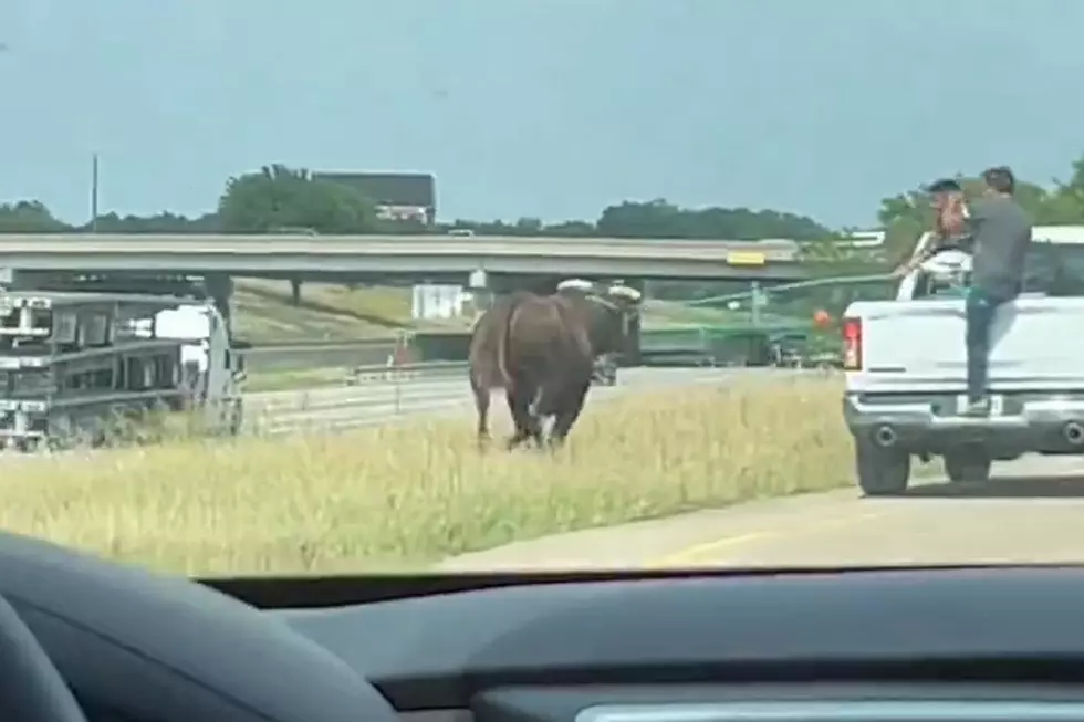 Totally Texas Video of Bull Loose on the Highway