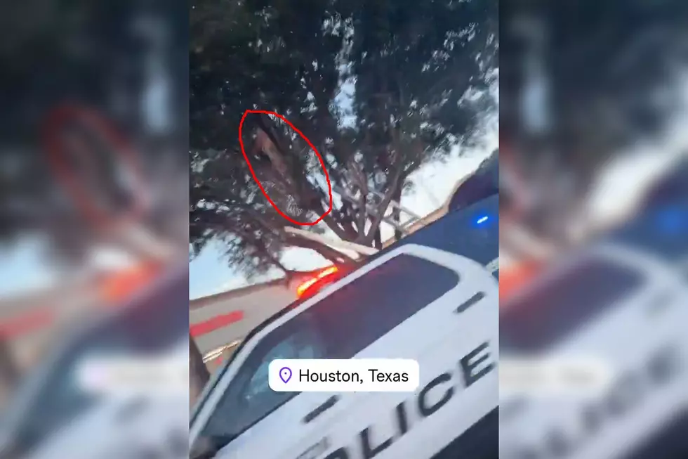 Watch First Responders Rescue Naked Man From Tree in Houston