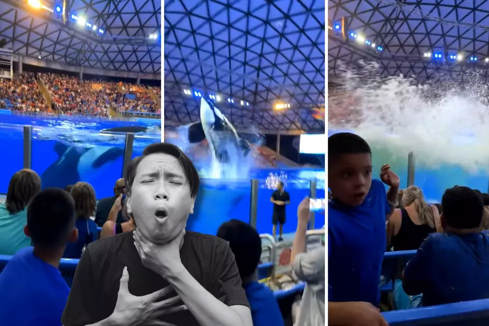 Watch: Crowd at SeaWorld San Antonio Splashed With Whale Poop