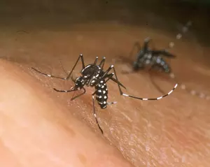 Wichita Falls Announces Advancements to Mosquito Prevention