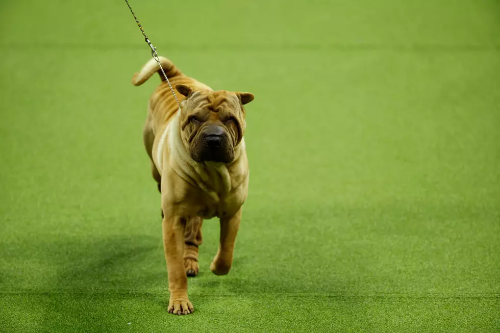 Unique National Dog Show Signs Multi-Year Deal with Wichita Falls