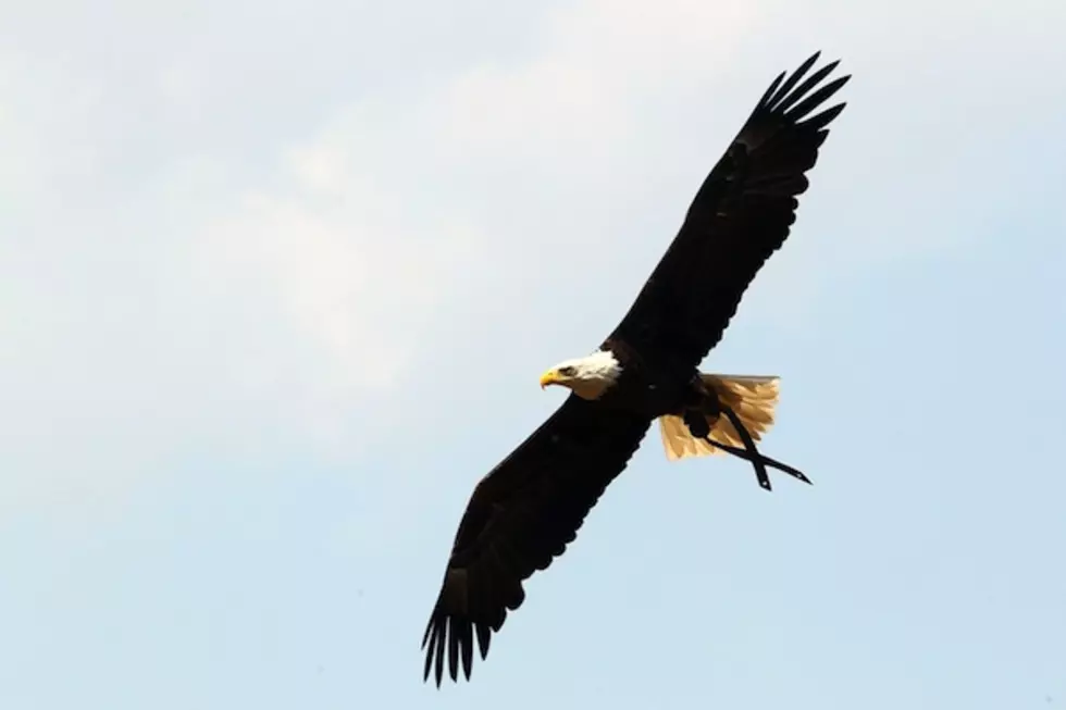 Bald Eagles Attack Post Office Patrons