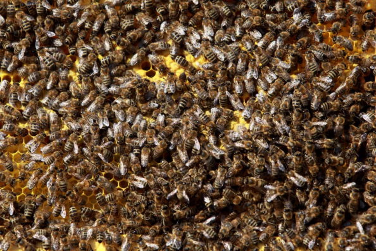 Пчела сегодня. Пчелы атакуют. Пчела много кровь. Пчела без авторских прав.