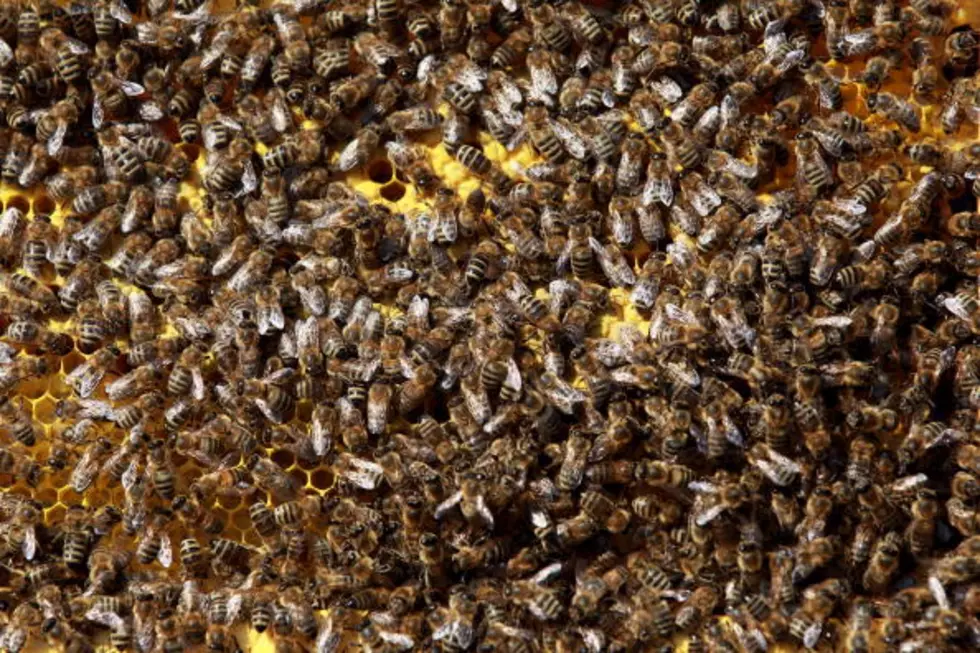 Large Swarm of Bees Causes Evacuation Near Windthorst Road