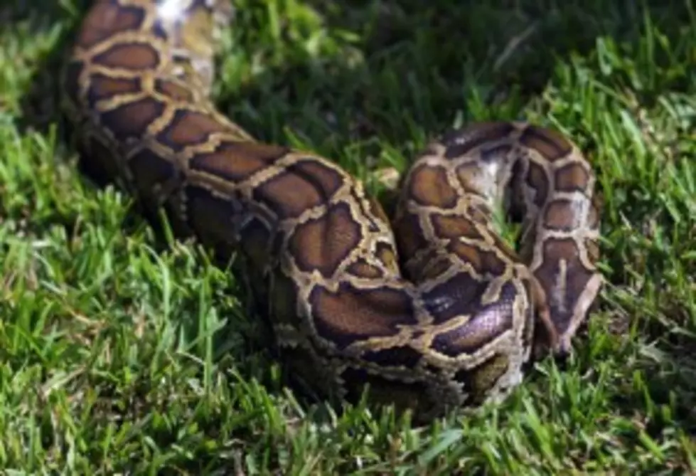 19-Foot Python Breaks Into Australian Charity Store