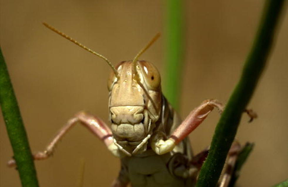 Why Are There So Many Grasshoppers in Wichita Falls?