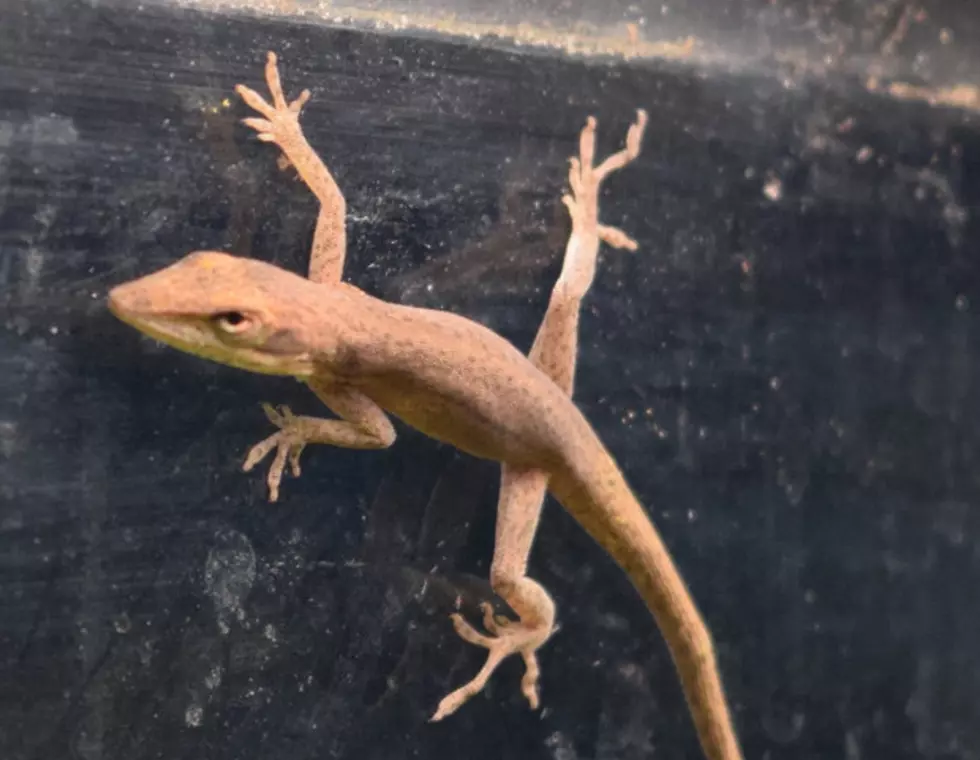 Lizard Found in Kindergartner’s Salad Becomes New Class Pet
