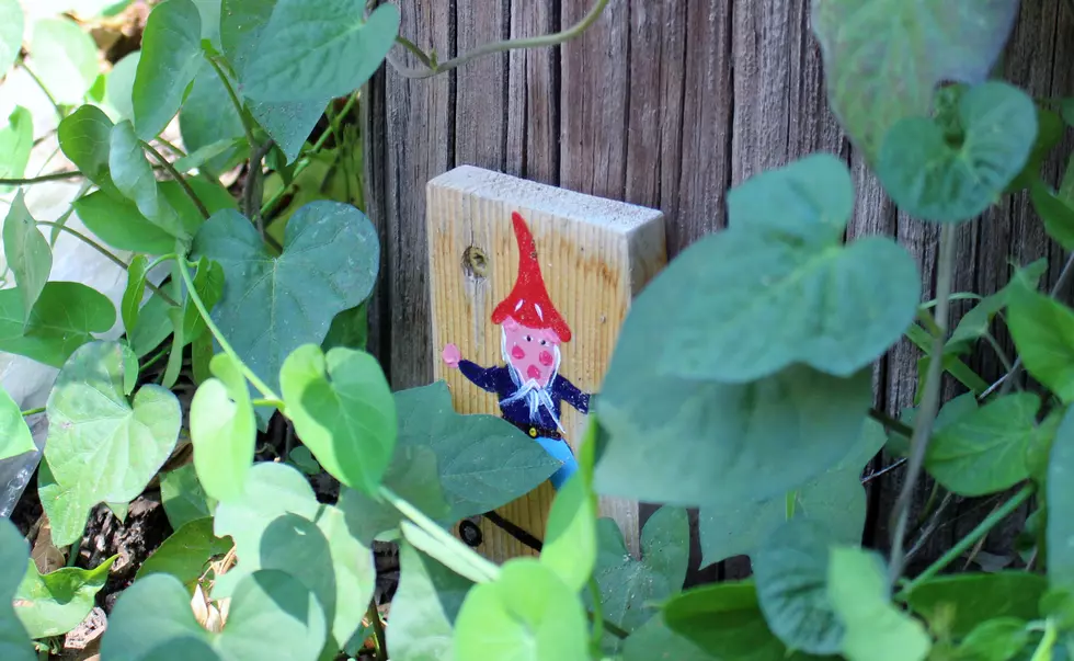 Donsy of Mysterious Gnomes Appear in Wichita Falls [PHOTOS]