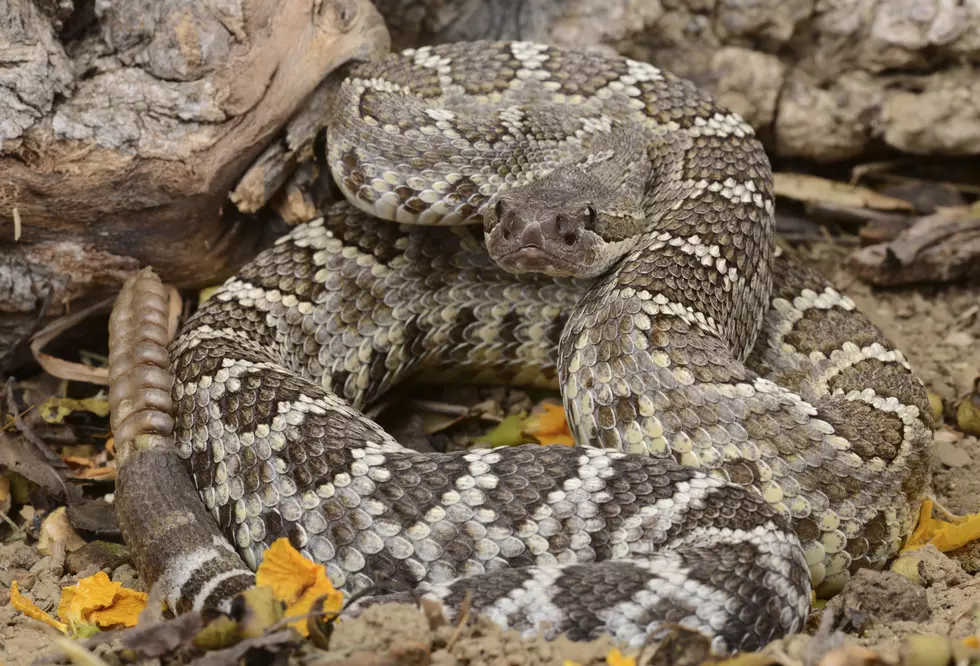 Texoma Girl Bitten by Rattler