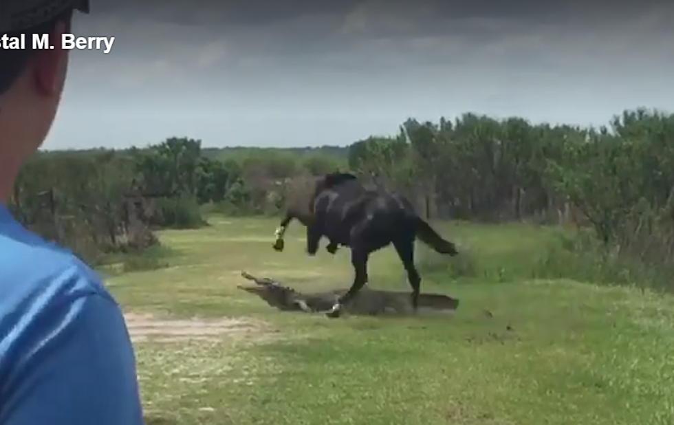 Video Captures Horse Battling Gator at Florida Park