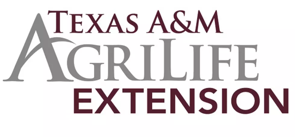 Texas A&M Rolling Plains Crop Report for July 25