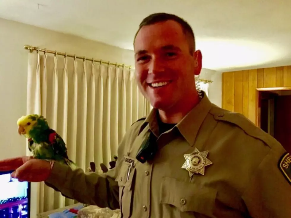 Screams Of &#8220;Help!&#8221; Draw 911 Call, but Parrot Is the Screamer