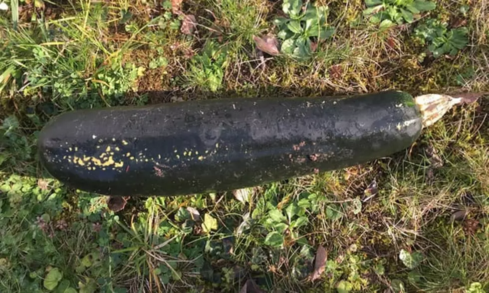 Fears Squashed: Zucchini Mistaken for WWII Bomb in Germany