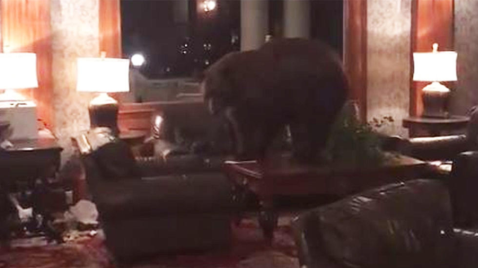 Black Bear Wanders Hotel That Inspired ‘The Shining’ (Video)