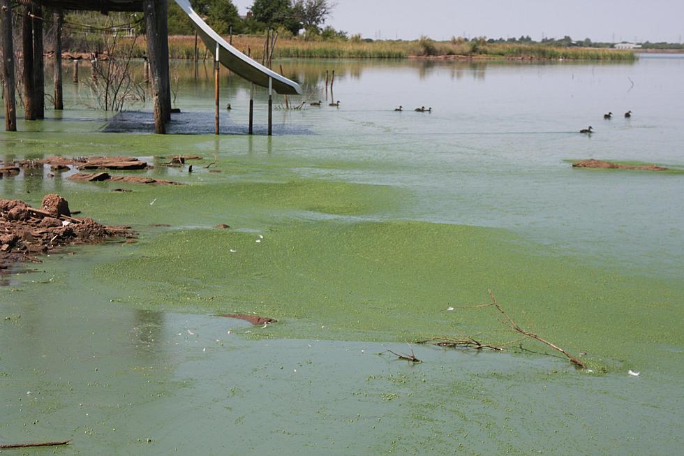 Algae Bloom Invades Lake Wichita