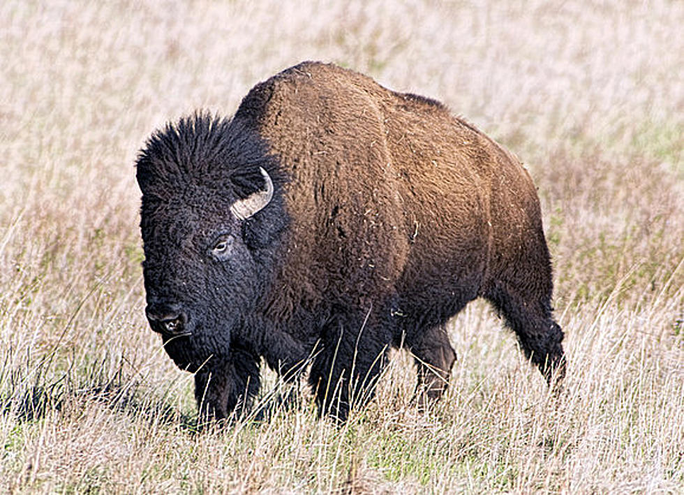 First New Bison in 70 Years for Wichita Mountains Wildlife Refuge