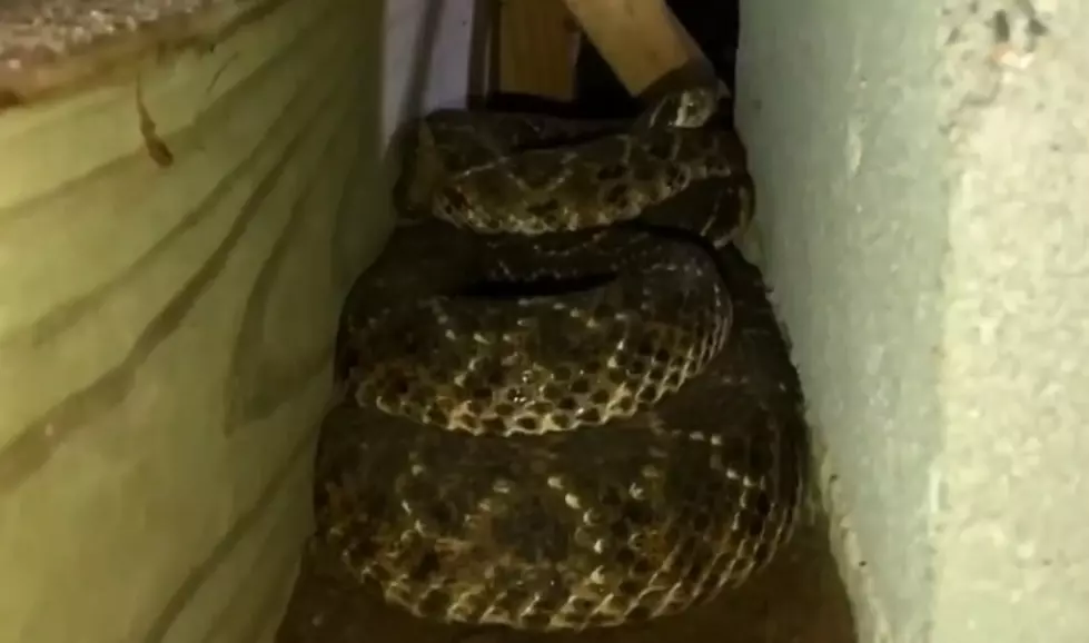 Video:45 Rattlesnakes Under Texas Home