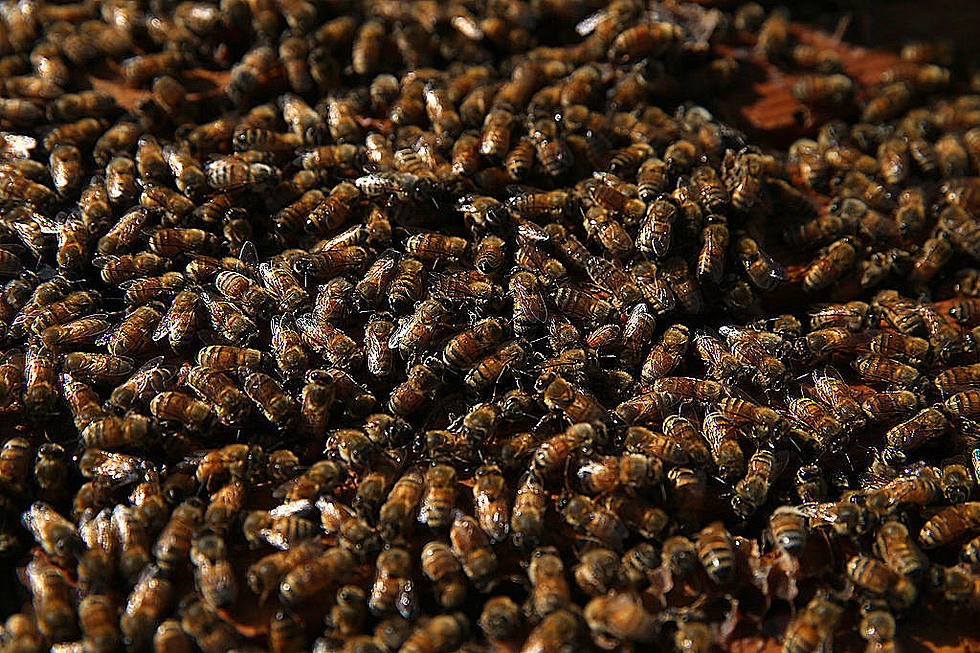 Police Looking for Suspects That Set Almost Half a Million Bees on Fire at a Texas Farm