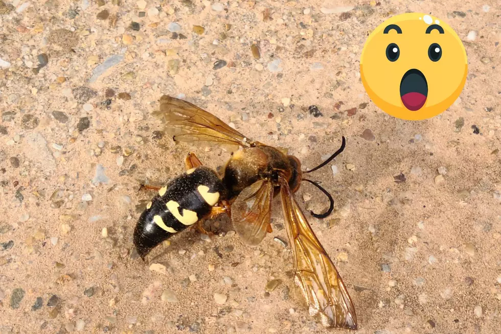 I Spotted This Big Cicada Killer Wasp Here in Wichita Falls